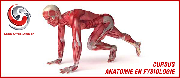 LSSO Cursus Anatomie en fysiologie | LSSO Opleidingen